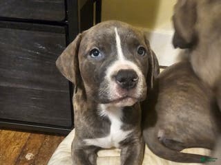 American Pit Bull Terrier dogs American Pit Bull Terrier Puppy 6 - Ad 12