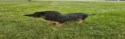 German Shepherd dogs for sale: Jenna - Ad 4