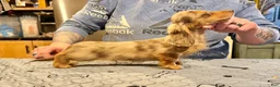 Miniature Dachshund dogs for sale: Import Show Boy Chocolate Dapple - Ad 3