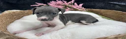 Italian Greyhound dogs for sale: Italian Greyhound 4 - Ad 5