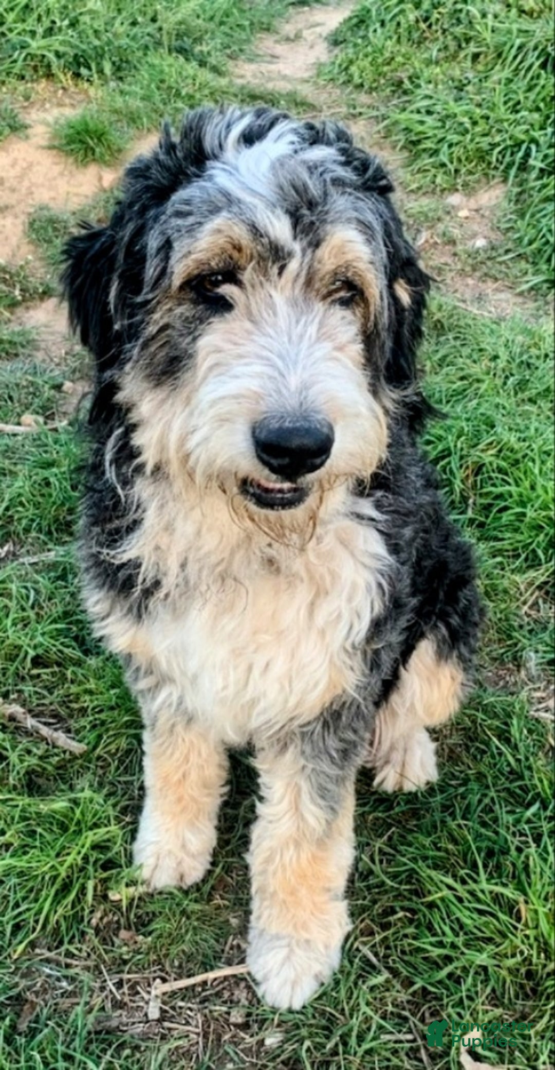 Bernedoodle dogs for sale: Betty! - Ad 6