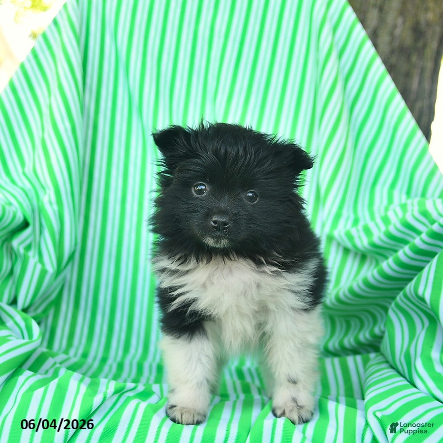 Pomeranian dogs for sale: Rover  - Ad 2