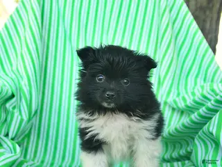Pomeranian dogs for sale: Rover - Ad 2