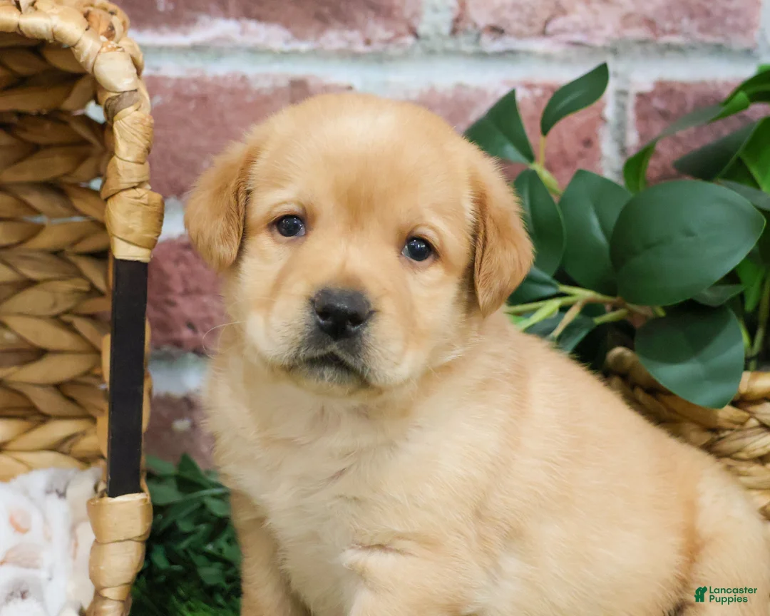 Labrador Retriever dogs for sale: Enzo - Ad 4