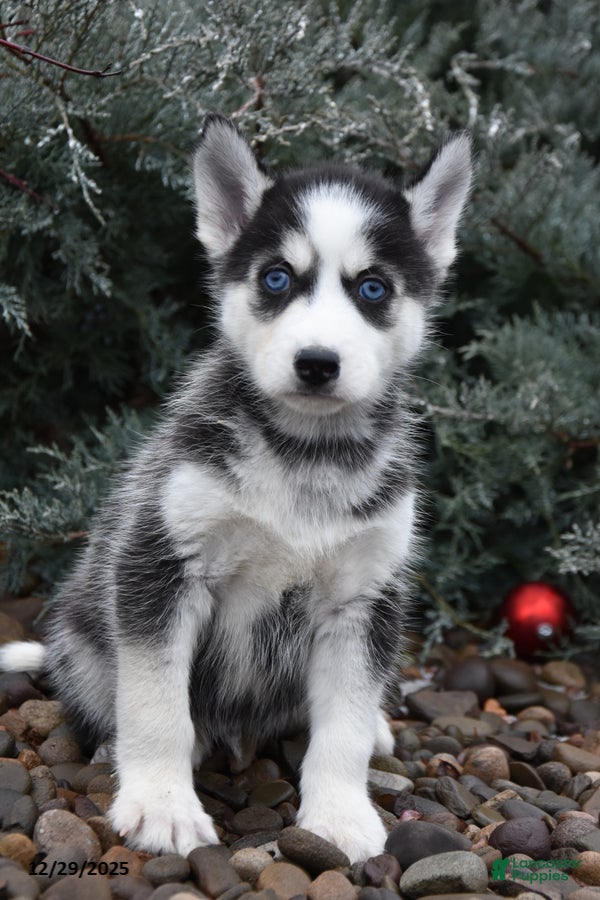 Siberian Husky dogs Fisher - Ad 2