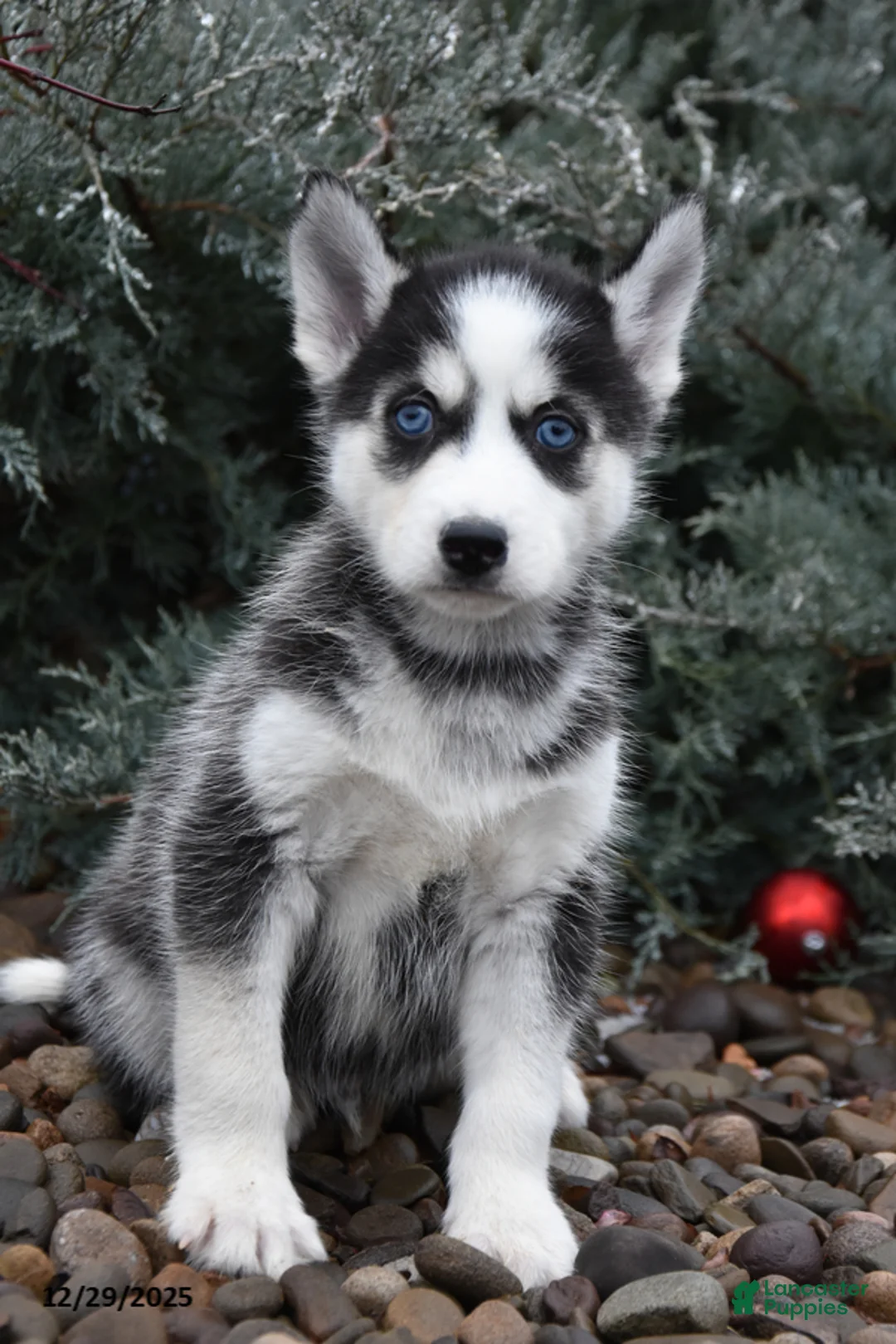 Siberian Husky dogs for sale: Fisher - Ad 2