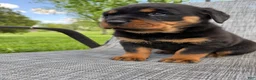 Rottweiler dogs for sale: Stella - Ad 10