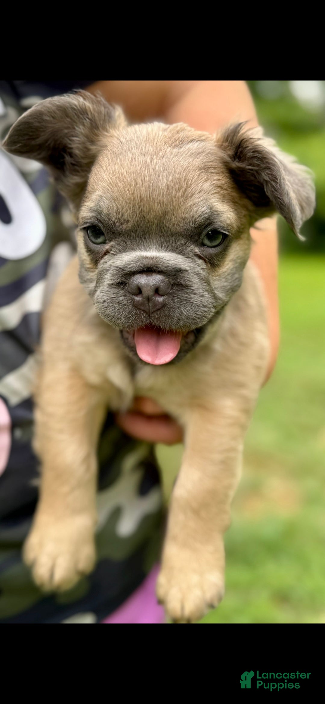 French Bulldog dogs Stewart - Ad 7