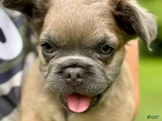 French Bulldog dogs Stewart - Ad 7