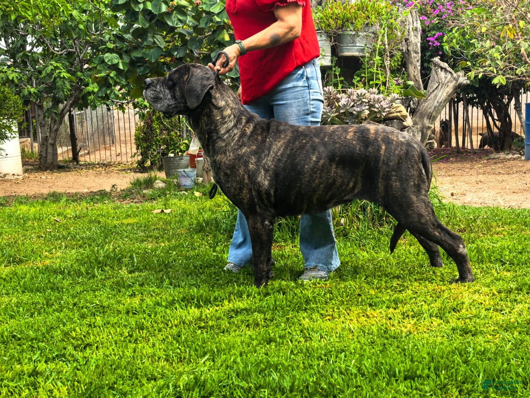 Cane Corso dogs for sale: Cash - Ad 3