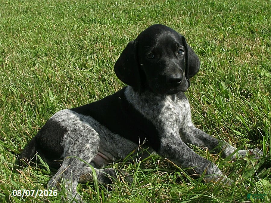 German Shorthaired Pointer dogs Sam - Ad 1