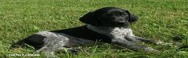 Sam