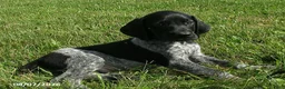 German Shorthaired Pointer dogs for sale: Sam - Ad 1