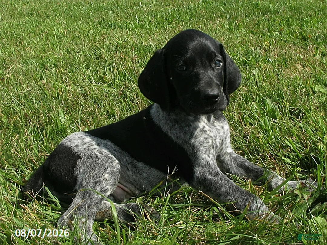 German Shorthaired Pointer dogs for sale: Sam - Ad 1