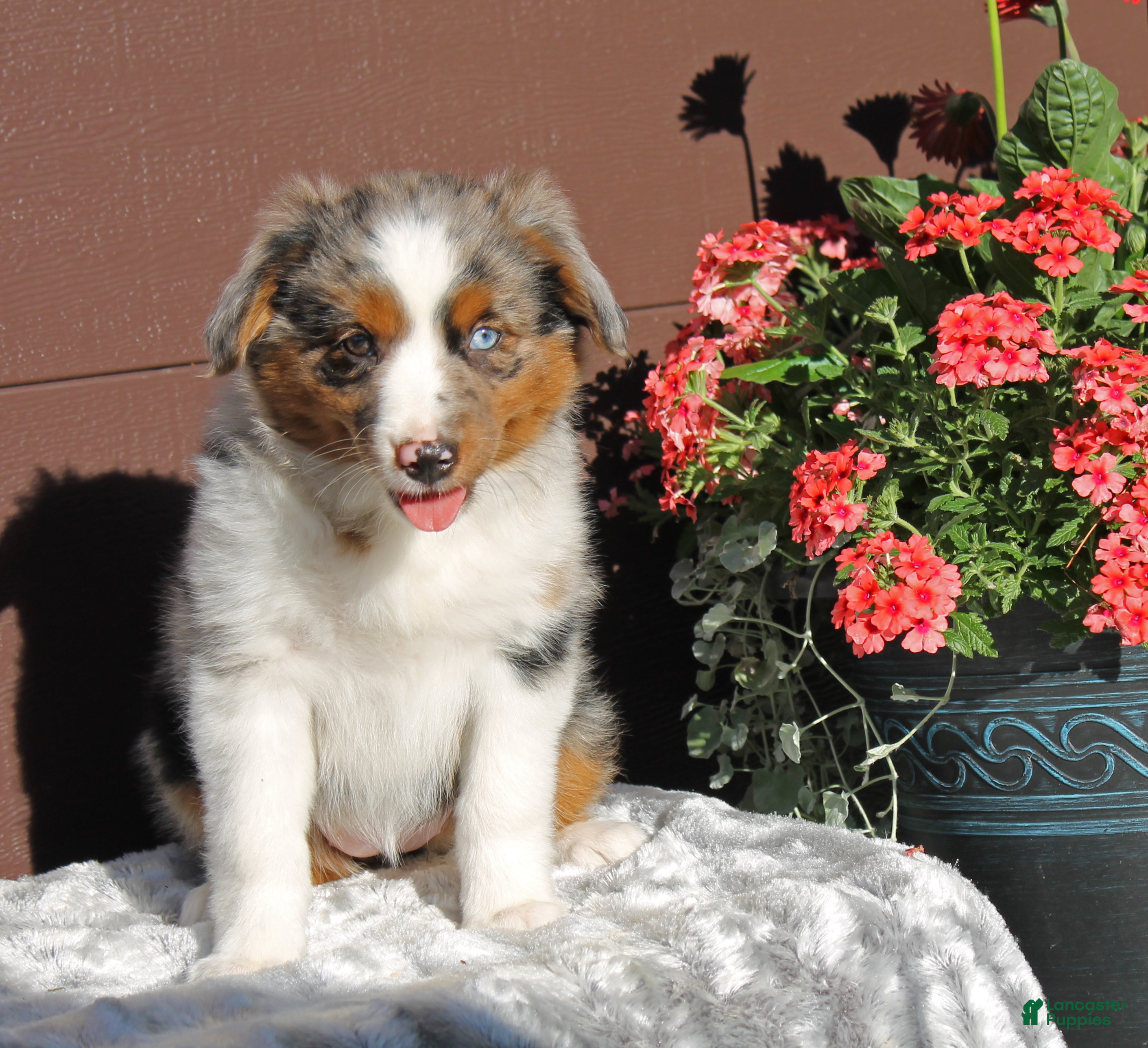 Miniature Australian Shepherd dogs Annie - Ad 2