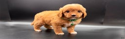 Mini Goldendoodle dogs for sale: Ziggy F One - Ad 4