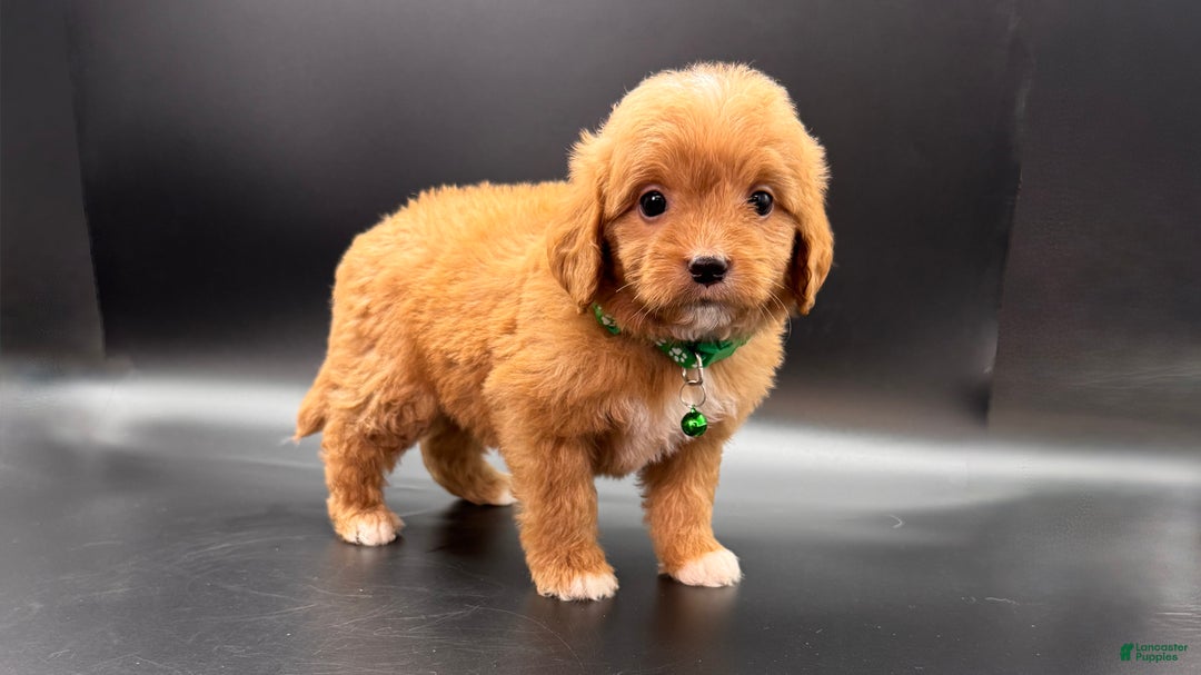 Mini Goldendoodle dogs for sale: Ziggy F One - Ad 4