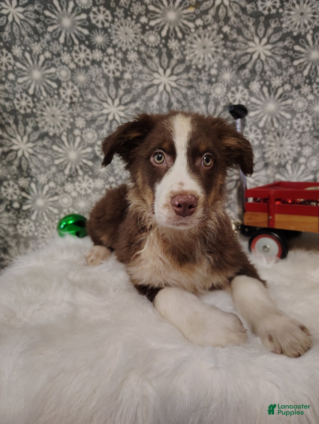 Australian Shepherd dogs for sale: Cinnamon - Ad 5