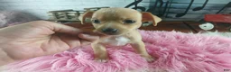 Chihuahua dogs for sale: Autumns fawn girl. Hand Delivery  - Ad 8