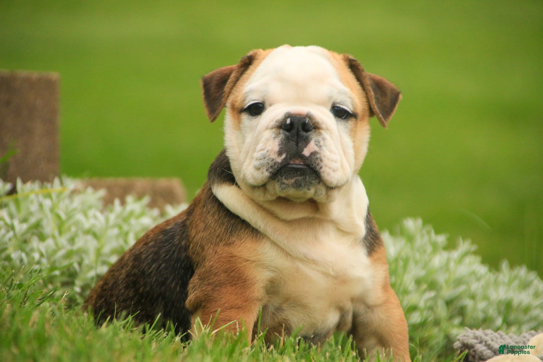 Bulldog