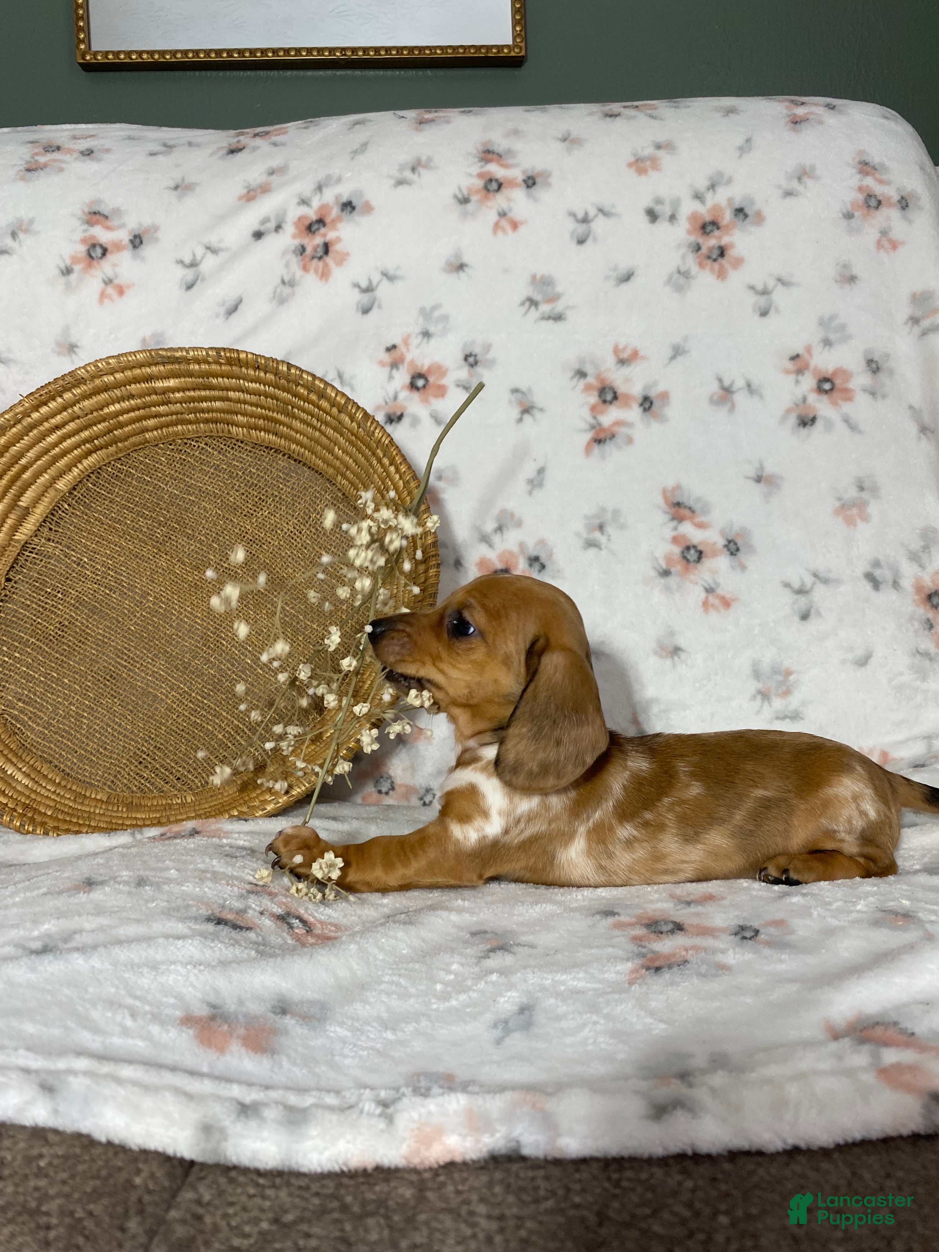 Miniature Dachshund dogs Miniature Dachshund Puppy 2 - Ad 2