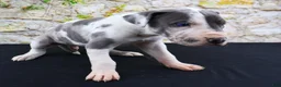 Great Dane dogs for sale: Cujo - Ad 12