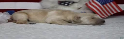 Golden Retriever dogs for sale: Focaccia  - Ad 5