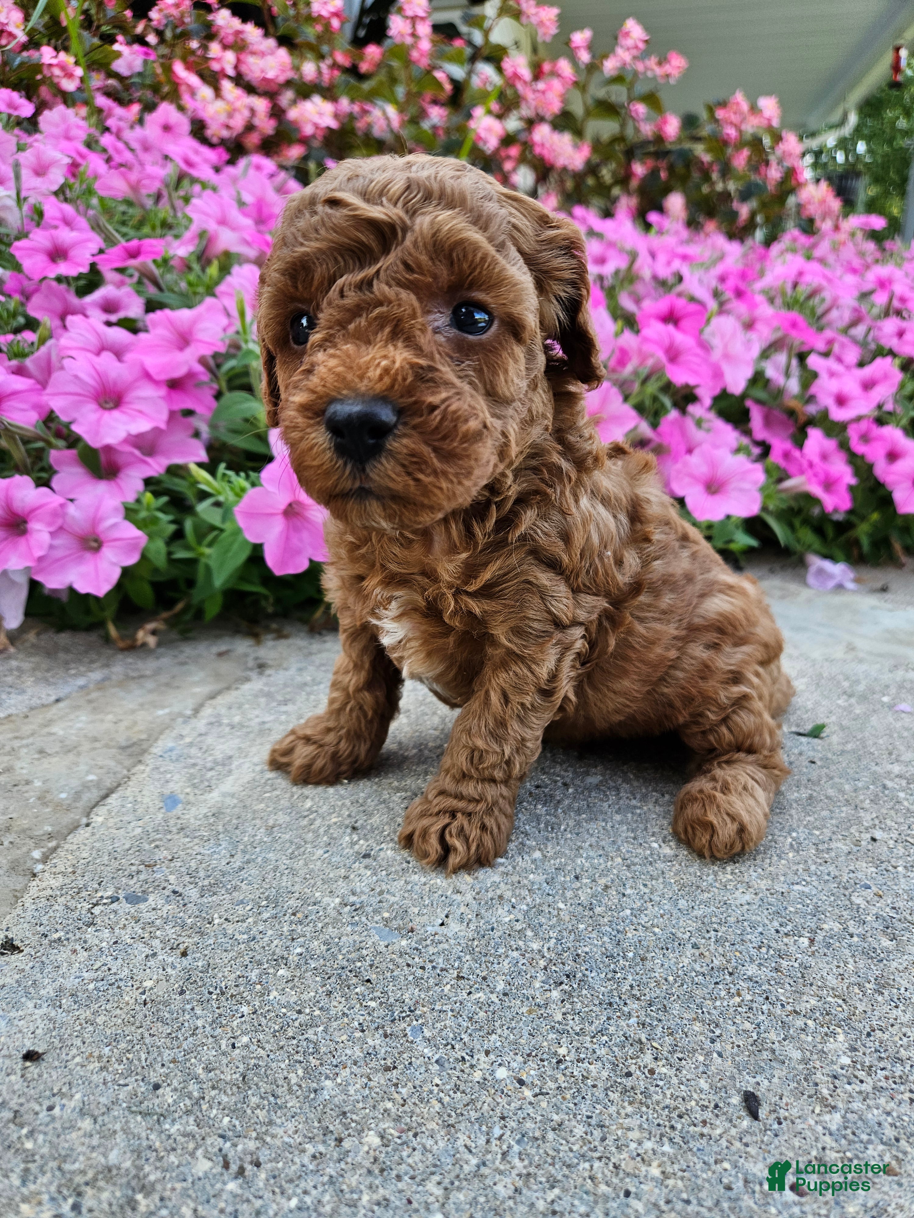 Cavapoo dogs Gus - Ad 11