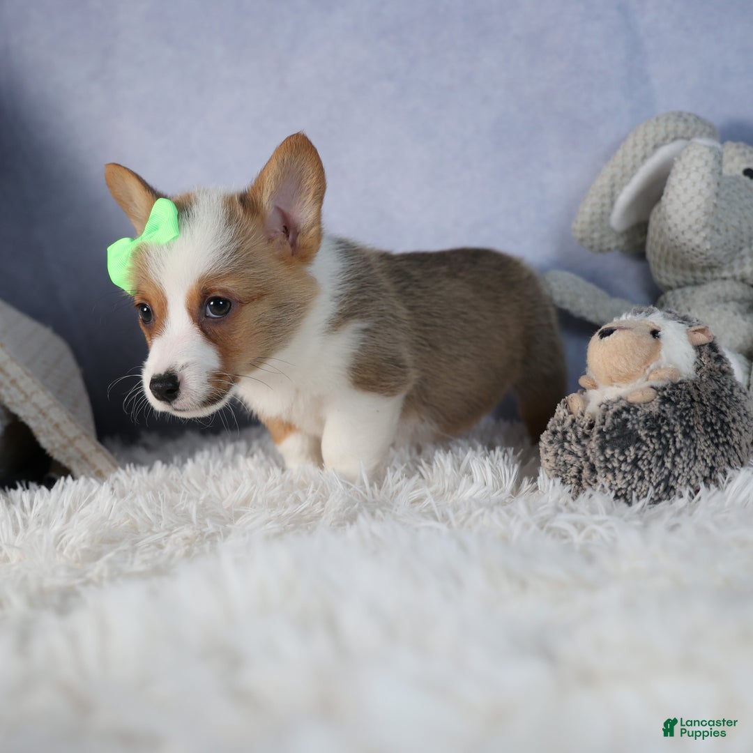 Welsh Corgi Pembroke dogs for sale: Dalton - Ad 10