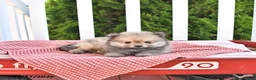 Pomeranian dogs for sale: Kneji - Ad 3