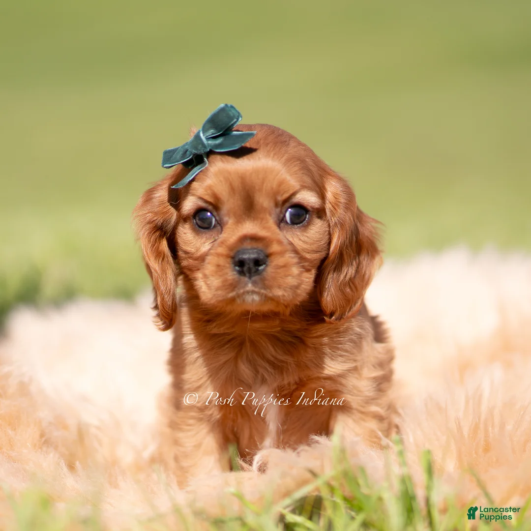 Cavalier King Charles Spaniel dogs for sale: Loki AKC - Ad 5