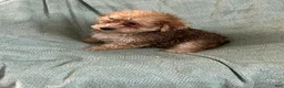 Yochon dogs for sale: Danny Boy - Ad 4