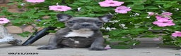 French Bulldog dogs for sale: Foxy - Ad 5