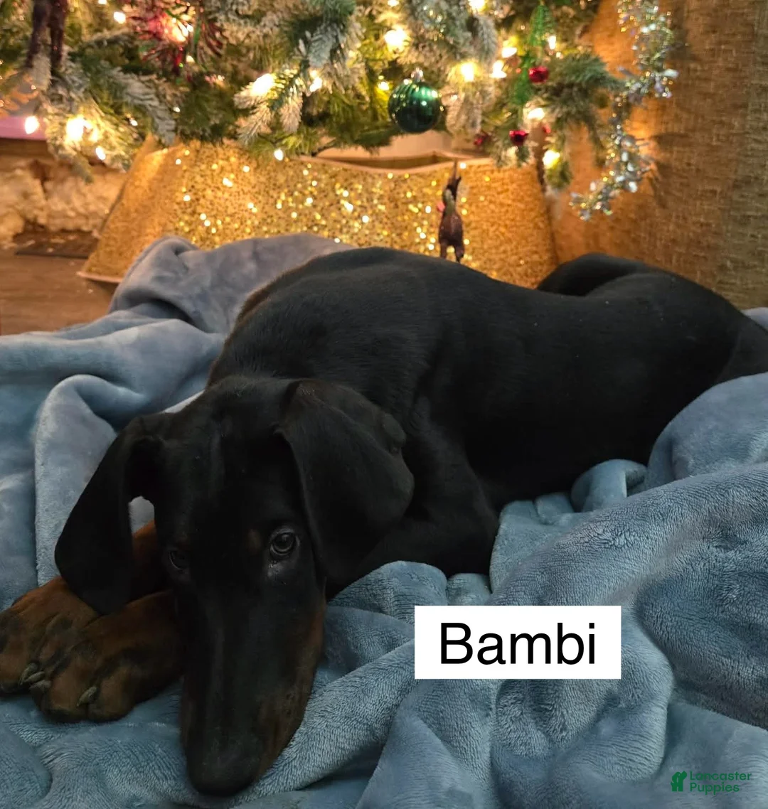 Doberman Pinscher dogs for sale: Bambi - Ad 7