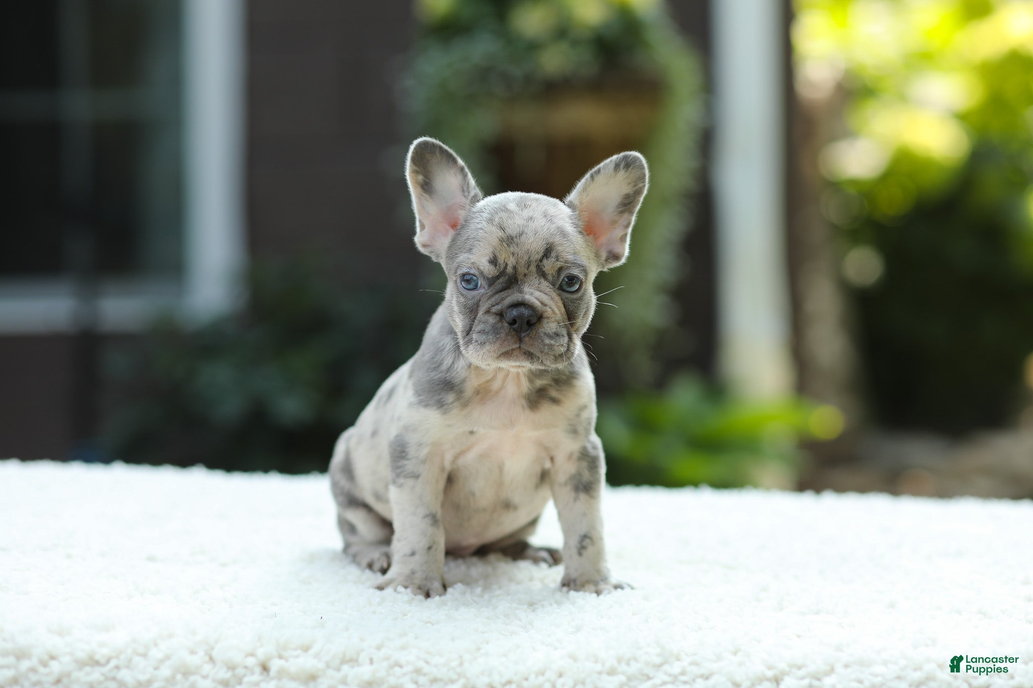 French Bulldog dogs Joy - Ad 2