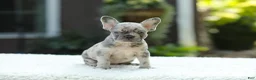 French Bulldog dogs for sale: Joy - Ad 3