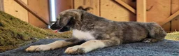 Anatolian Shepherd dogs for sale: Aspen 2026 Male 4 - Ad 6