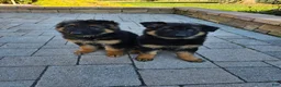 German Shepherd dogs for sale: Sarge - Ad 9