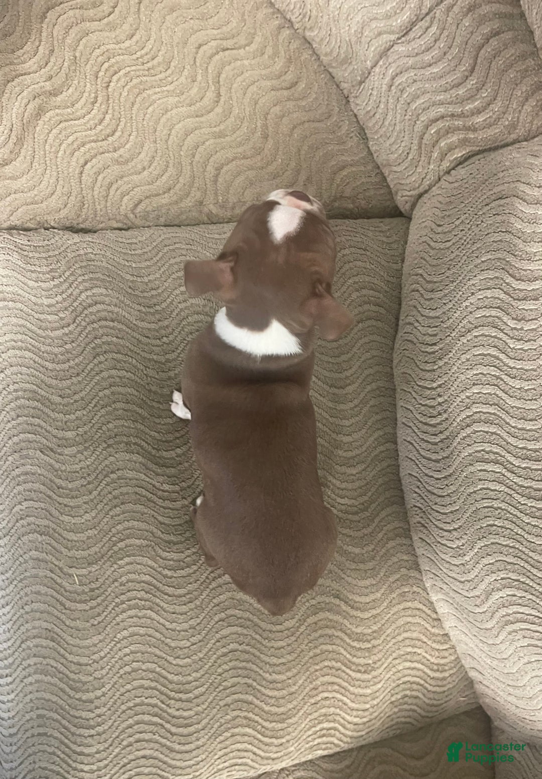 Boston Terrier dogs for sale: Orpha - Ad 4