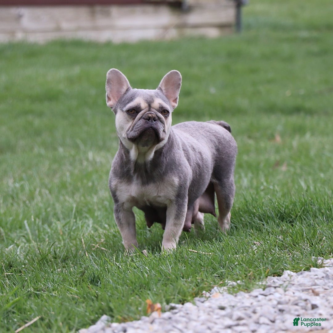 French Bulldog dogs for sale: Love Bug - Ad 16