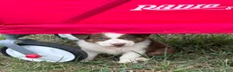 Australian Shepherd dogs for sale: Cutie - Ad 5