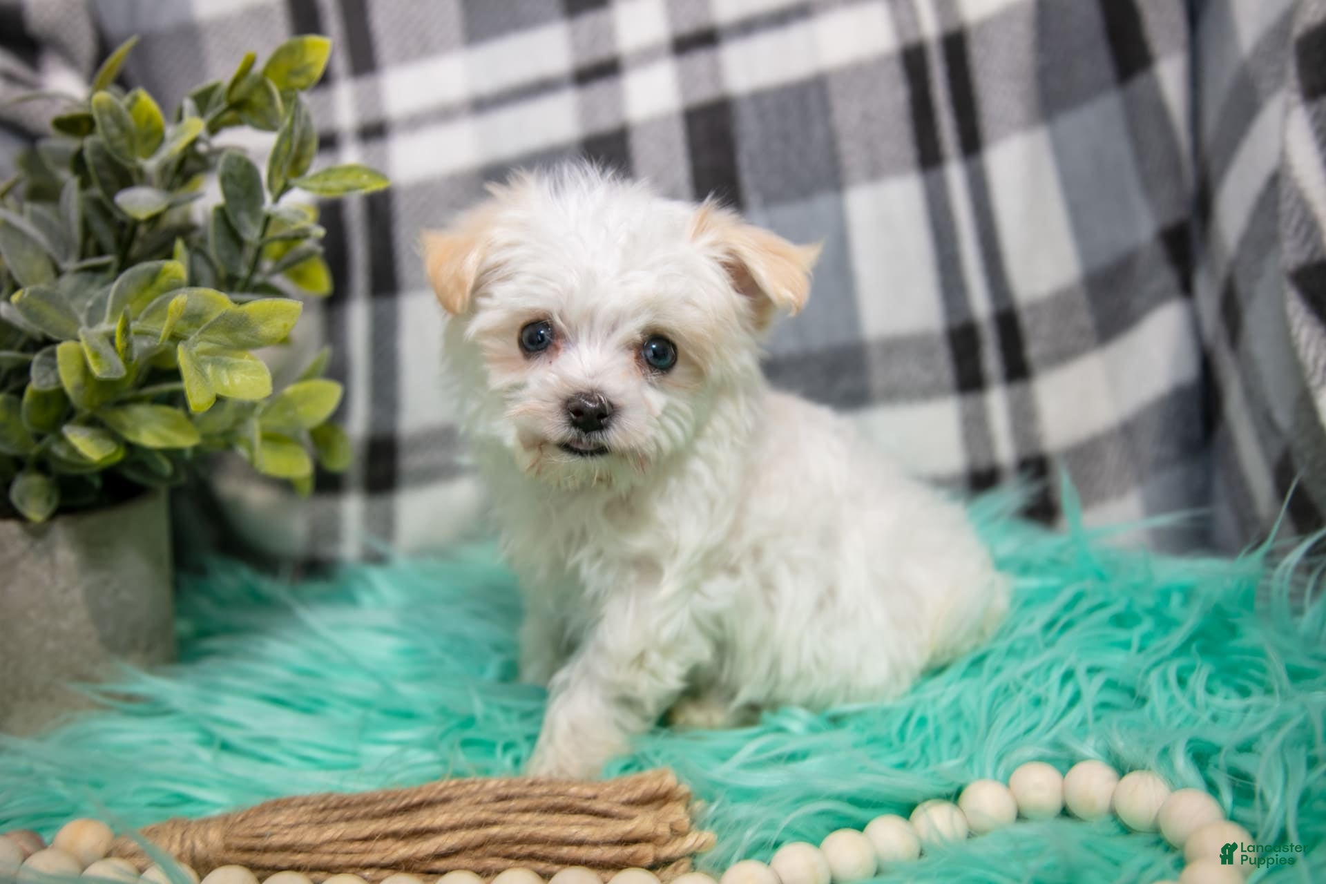 Maltipoo dogs Ginny - Ad 29