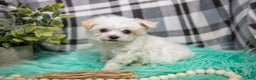 Maltipoo dogs for sale: Ginny - Ad 1