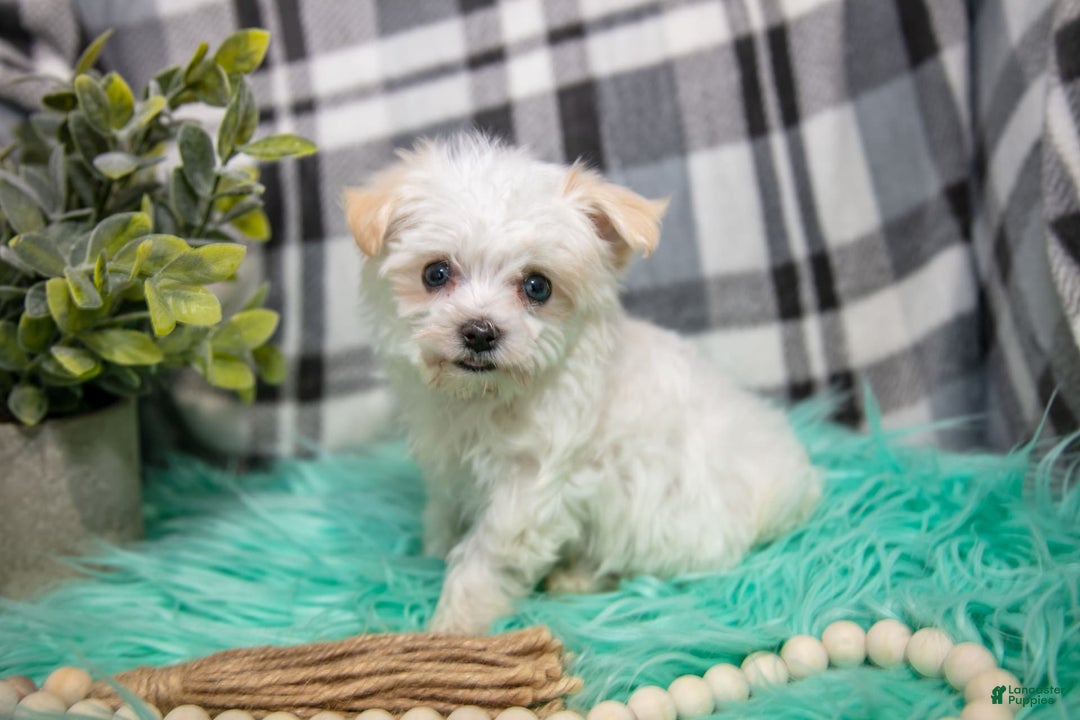 Maltipoo dogs for sale: Ginny - Ad 1