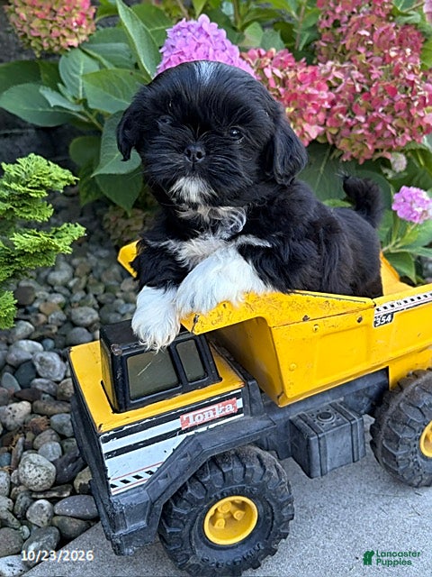 Shih Tzu dogs for sale: Kai - Ad 1