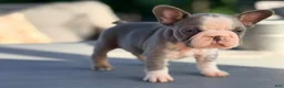 French Bulldog dogs for sale: Basil - Ad 8