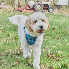 Franklin
