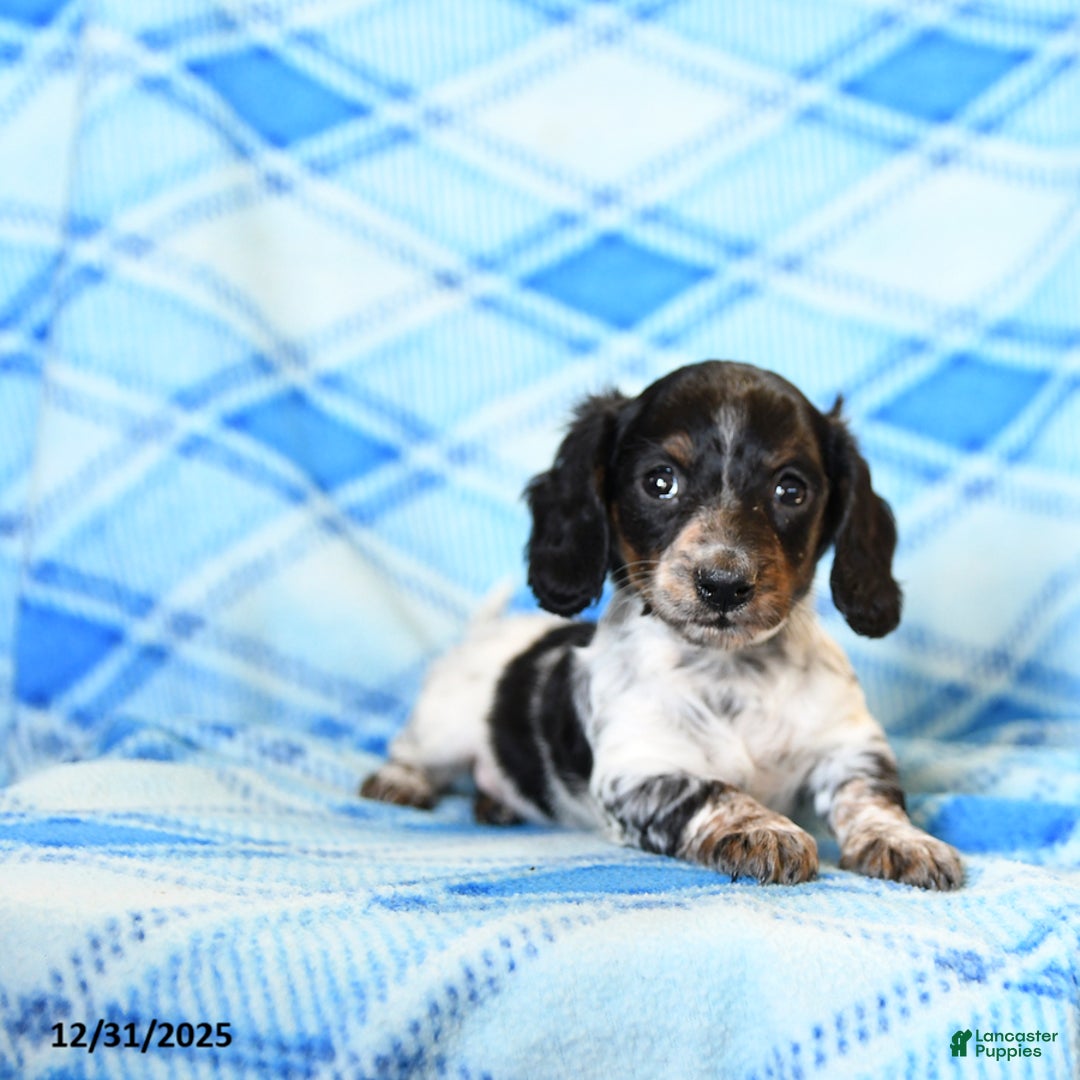 Miniature Dachshund dogs for sale: Sprinkles - Ad 2