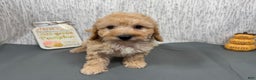 Toy Poodle dogs for sale: Toy Poodle Puppy 1 - Ad 4