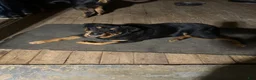 Rottweiler dogs for sale: Rottweiler 5 - Ad 2